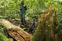 Anti-poaching snare removal team member, Godfrey Nyesiga, photographing stump of illegally cut wood for evidence, Kibale National Park, western Uganda