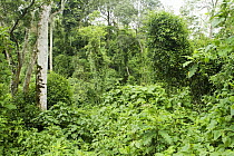 Dense undergrowth in tropical rainforest, Kibale National Park, western Uganda