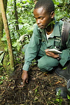 Anti-poaching snare removal team member, Godfrey Nyesiga, pointing to illegally set foot snare, Kibale National Park, western Uganda