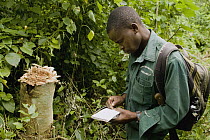 Anti-poaching snare removal team member, Godfrey Nyesiga, noting location of illegally cut wood, Kibale National Park, western Uganda
