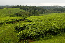 Tea plantation bordering protected rainforest, Kibale National Park, western Uganda