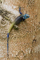 Southern Tree Agama (Acanthocercus atricollis) male in breeding coloration, Kibale National Park, western Uganda