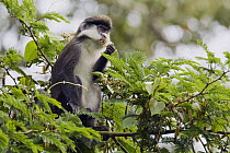 Red-tail Monkey (Cercopithecus ascanius) feeding on flowers in tree, Kibale National Park, western Uganda