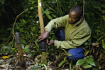 African Golden Cat (Profelis aurata) researcher, Sam Isoke, placing camera trap on tree, Kibale National Park, western Uganda