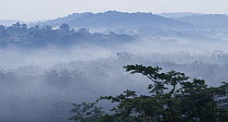 Mist over tropical rainforest, Kibale National Park, western Uganda