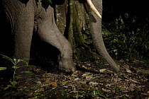 African Elephant (Loxodonta africana) walking through rainforest at night, Kibale National Park, western Uganda