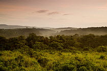 Savanna and tropical rainforest at sunrise, Kibale National Park, western Uganda