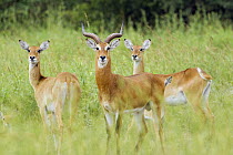 Kob (Kobus kob) male and females, Toro-Semliki Wildlife Reserve, Western Rift Valley, Great Rift Valley, western Uganda
