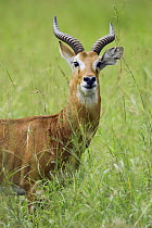 Kob (Kobus kob) male, Toro-Semliki Wildlife Reserve, Western Rift Valley, Great Rift Valley, western Uganda
