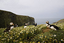 Atlantic Puffin (Fratercula arctica) group at coastal breeding colony, Skomer Island National Nature Reserve, Skomer Island, Pembrokeshire, Wales, United Kingdom