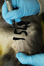 Eurasian Badger (Meles meles) biologist, Kirstin Bilham, tattooing research id on male, Wytham Woods, England, United Kingdom