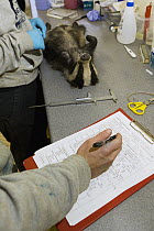 Eurasian Badger (Meles meles) biologist, Chris Newman, taking down data of cub during medical examination, Wytham Woods, England, United Kingdom