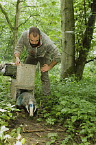 Eurasian Badger (Meles meles) biologist, Michael Noonan, releasing female after medical examination, Wytham Woods, England, United Kingdom