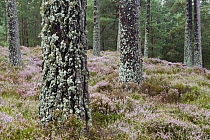 Pine (Pinus sp) forest and Heather (Calluna vulgaris), Scottish Highlands, Cairngorms National Park, Scotland, United Kingdom
