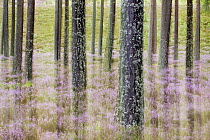 Pine (Pinus sp) forest and Heather (Calluna vulgaris), Scottish Highlands, Cairngorms National Park, Scotland, United Kingdom