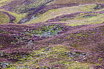 Heather (Calluna vulgaris) flowering in moorland, Scottish Highlands, Cairngorms National Park, Scotland, United Kingdom