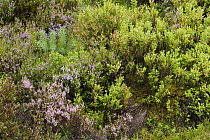 Heather (Calluna vulgaris) and Bilberry (Vaccinium myrtillus) in moorland, Scottish Highlands, Cairngorms National Park, Scotland, United Kingdom