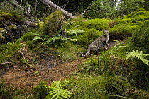 Scottish Wildcat (Felis silvestris grampia) and Domestic Cat (Felis catus) hybrid male in coniferous forest, Glen Isla, Scotland, United Kingdom