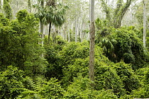 Gum Tree (Eucalyptus sp) forest, Murramarang National Park, New South Wales, Australia