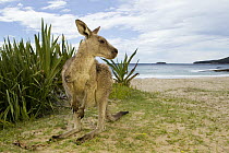 Eastern Grey Kangaroo (Macropus giganteus) male on beach, Pebbly Beach, Murramarang National Park, New South Wales, Australia