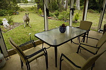 Eastern Grey Kangaroo (Macropus giganteus) male in backyard, Jervis Bay, New South Wales, Australia