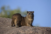Rock Hyrax (Procavia capensis) showing tusks in defensive display, Augrabies Falls Park, South Africa