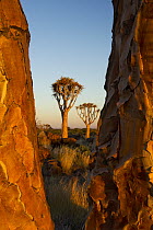 Quiver Tree (Aloe dichotoma) group, Keetmanshoop, Namibia