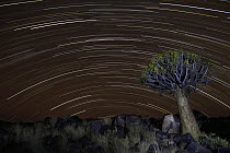 Quiver Tree (Aloe dichotoma) and star trails, Keetmanshoop, Namibia