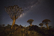 Quiver Tree (Aloe dichotoma) group and the Milky Way, Keetmanshoop, Namibia