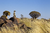Meerkat (Suricata suricatta) on boulder in Quiver Tree (Aloe dichotoma) grassland, Keetmanshoop, Namibia