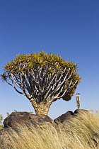Meerkat (Suricata suricatta) on boulder in Quiver Tree (Aloe dichotoma) grassland, Keetmanshoop, Namibia