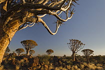Quiver Tree (Aloe dichotoma) group on grassland, Keetmanshoop, Namibia