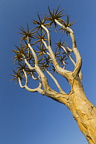 Quiver Tree (Aloe dichotoma), Keetmanshoop, Namibia