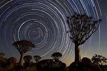 Quiver Tree (Aloe dichotoma) group and star trails, Keetmanshoop, Namibia, stacked image*