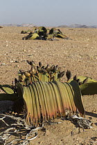 Welwitschia (Welwitschia mirabilis) plants, Namib Desert, Namibia
