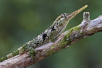 Horned Anole (Anolis proboscis) male, Mindo, Ecuador