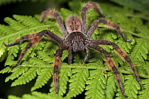 Wandering Spider (Cupiennius sp) female, Mindo, Ecuador