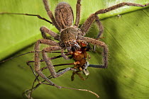 Wandering Spider (Cupiennius sp) female feeding on Harvestman (Ventrivomer sp) male, Mindo, Ecuador