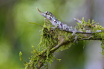 Horned Anole (Anolis proboscis) young male, Mindo, Ecuador