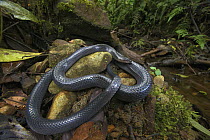 Equatorial Mussurana (Clelia equatoriana) snake in rainforest, Septimo Paraiso Cloud Forest Reserve, Mindo, Ecuador