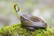 Spotted Genuine-Snake (Saphenophis boursieri) waving tail in defensive display, Hacienda San Vicente, Mindo, Ecuador