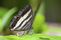 Nymphalid Butterfly (Pareuptychia sp), Ecuador