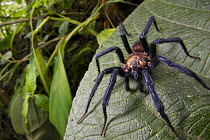 Funnel-web Tarantula (Linothele sp) male in rainforest, Hacienda San Vicente, Mindo, Ecuador