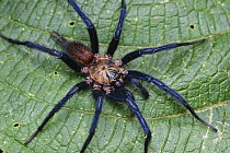 Funnel-web Tarantula (Linothele sp) male, Hacienda San Vicente, Mindo, Ecuador