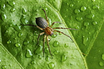 Anyphaenid Sac Spider (Anyphaenidae) female, Hacienda San Vicente, Mindo, Ecuador