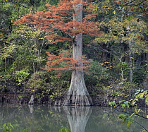 Bald Cypress (Taxodium distichum) tree in swamp, White River National Wildlife Refuge, Arkansas