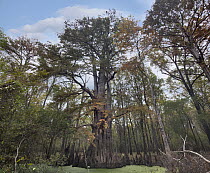 Bald Cypress (Taxodium distichum) trees in swamp, White River National Wildlife Refuge, Arkansas