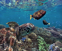 Green Sea Turtle (Chelonia mydas) and Orange-striped Triggerfish (Balistapus undulatus), Apo Island, Philippines