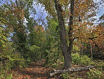 Trail through forest in autumn, Mulberry River, Ozark-Saint Francis National Forest, Arkansas