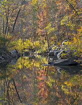 Oak (Quercus sp) and Hickory (Carya sp) forest along creek in autumn, Ozark-Saint Francis National Forest, Arkansas